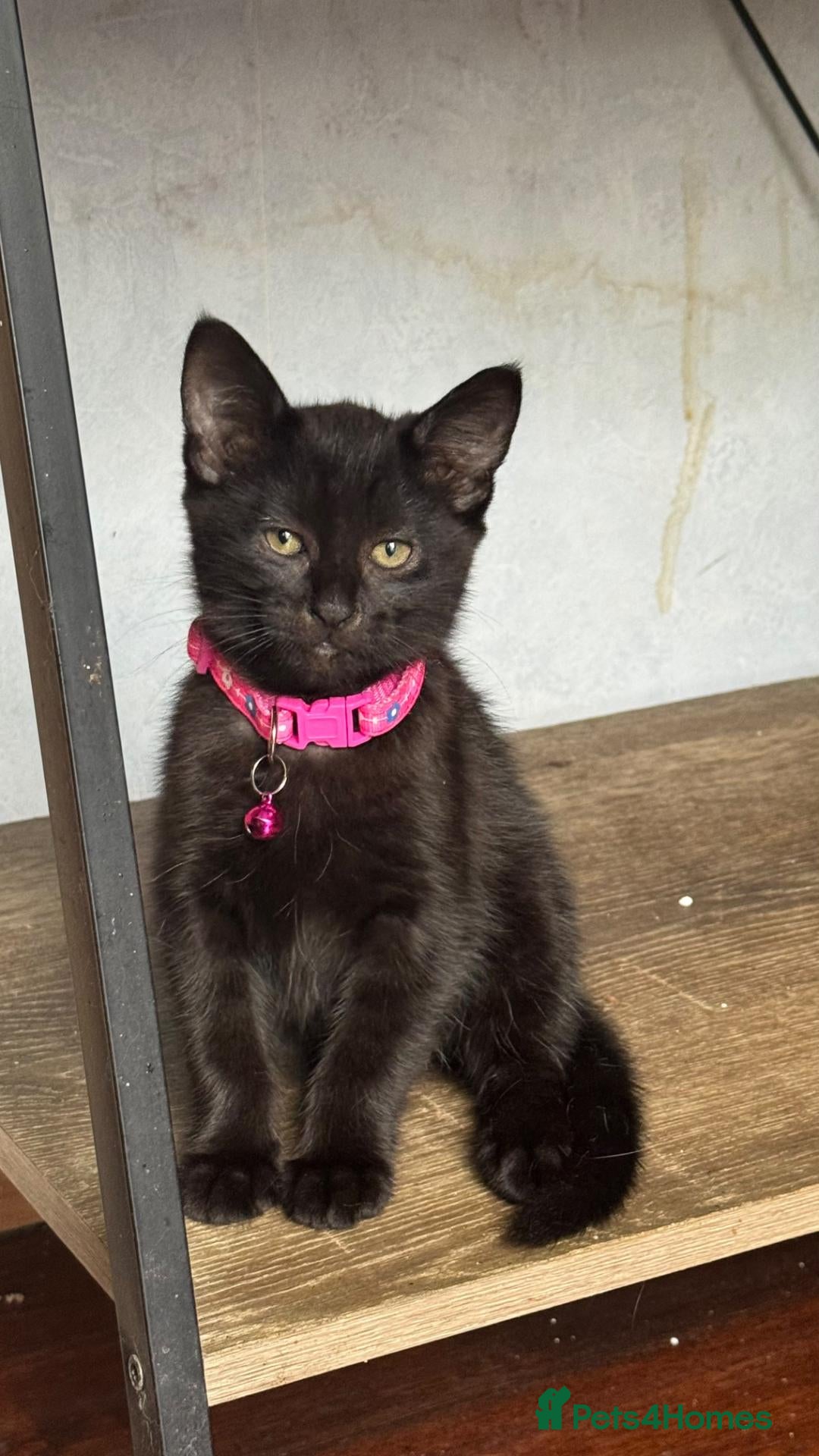 Mixed Breed cats Russian Black girl - Advert 3