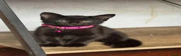 Mixed Breed cats for sale: Russian Black girl in Nottingham - Advert 1