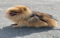 Pomeranian dogs for stud: Rio the adorable  Teddy Bear  .Ready to impress!! in Oldham - Image 10
