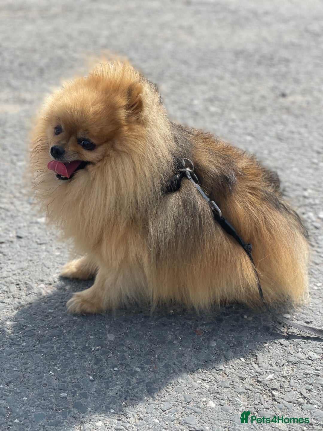 Pomeranian dogs for stud: Rio the adorable  Teddy Bear  .Ready to impress!! in Oldham - Image 10