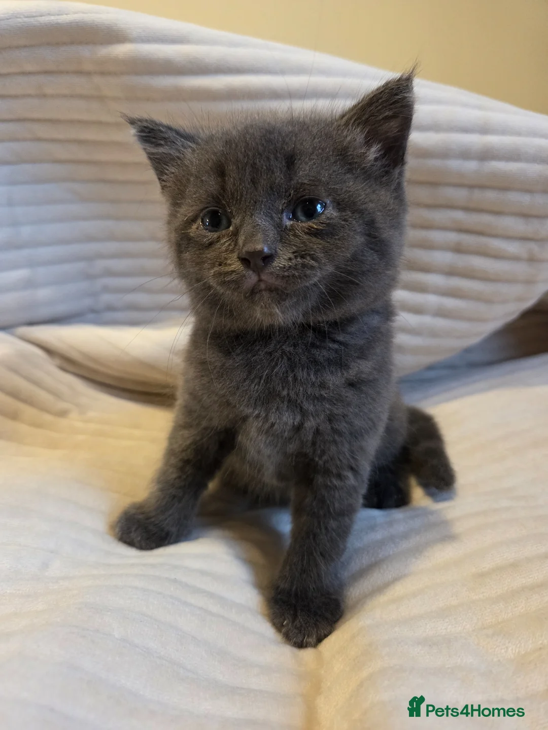 Mixed Breed cats for sale: Little boy british shorthair mix - Advert 1