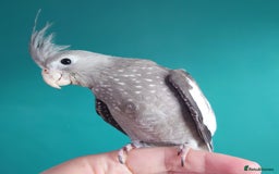 Cockatiels birds for sale: Hand reared semi tame DNA sexed baby cockatiel  in Worthing - Image 1
