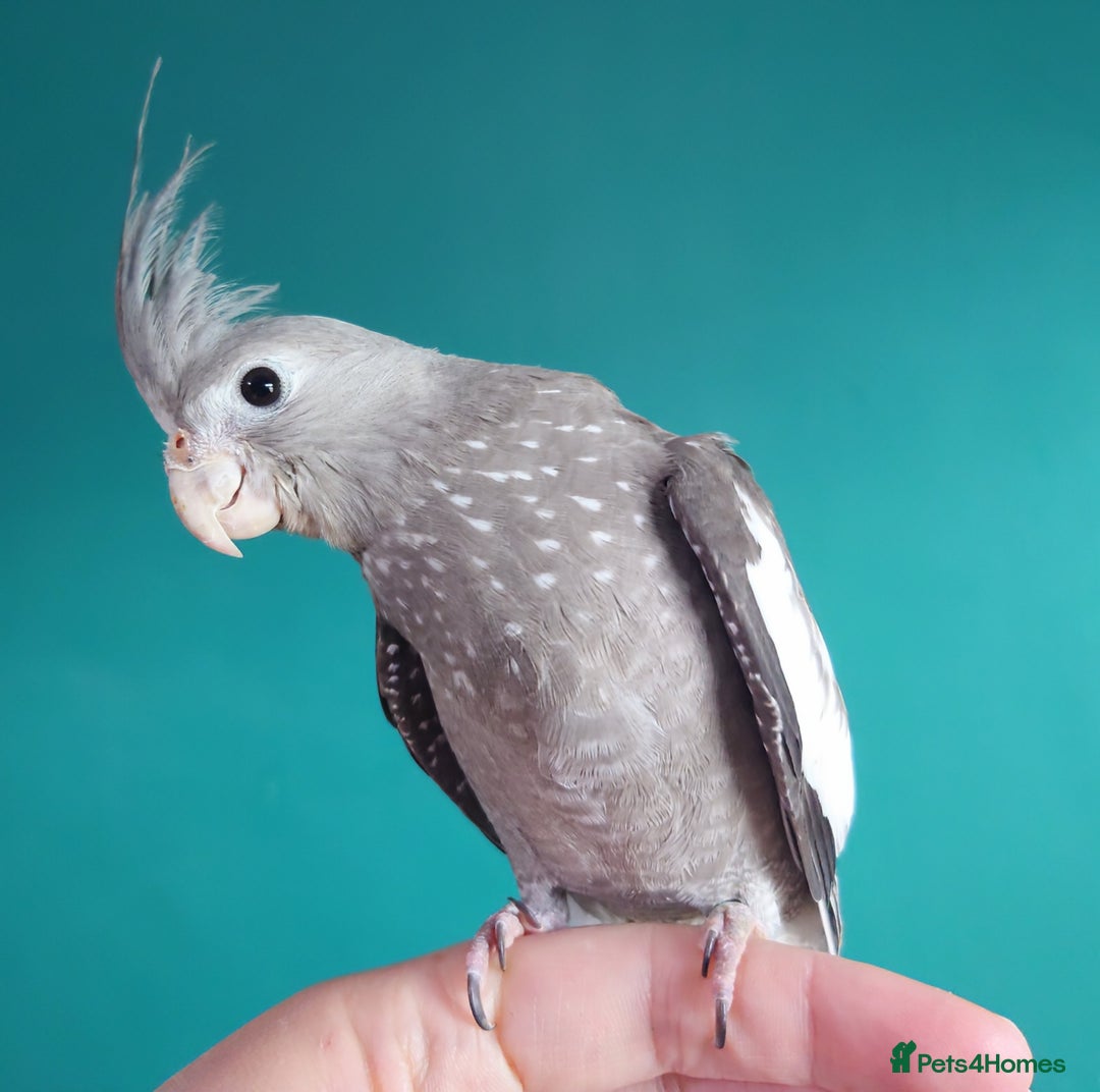 Cockatiels birds for sale: Hand reared semi tame DNA sexed baby cockatiel  in Worthing - Image 1