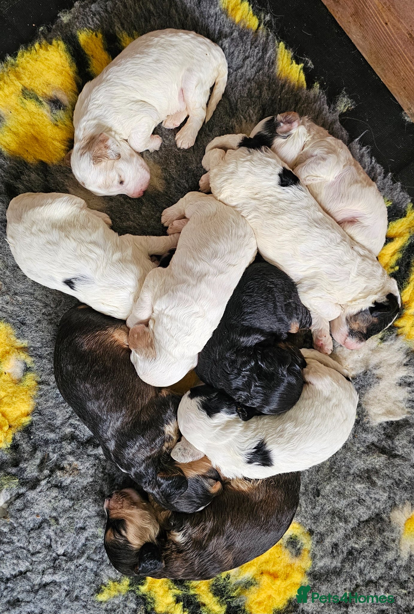 Cockapoo dogs Amazing Coloured F1 Cockapoos - Advert 3