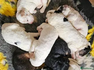 Cockapoo dogs Amazing Coloured F1 Cockapoos - Advert 3