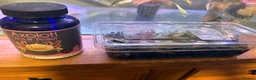 Other/Mixed Breed fish for sale: 2 Axolotls and whole set up  - Advert 3