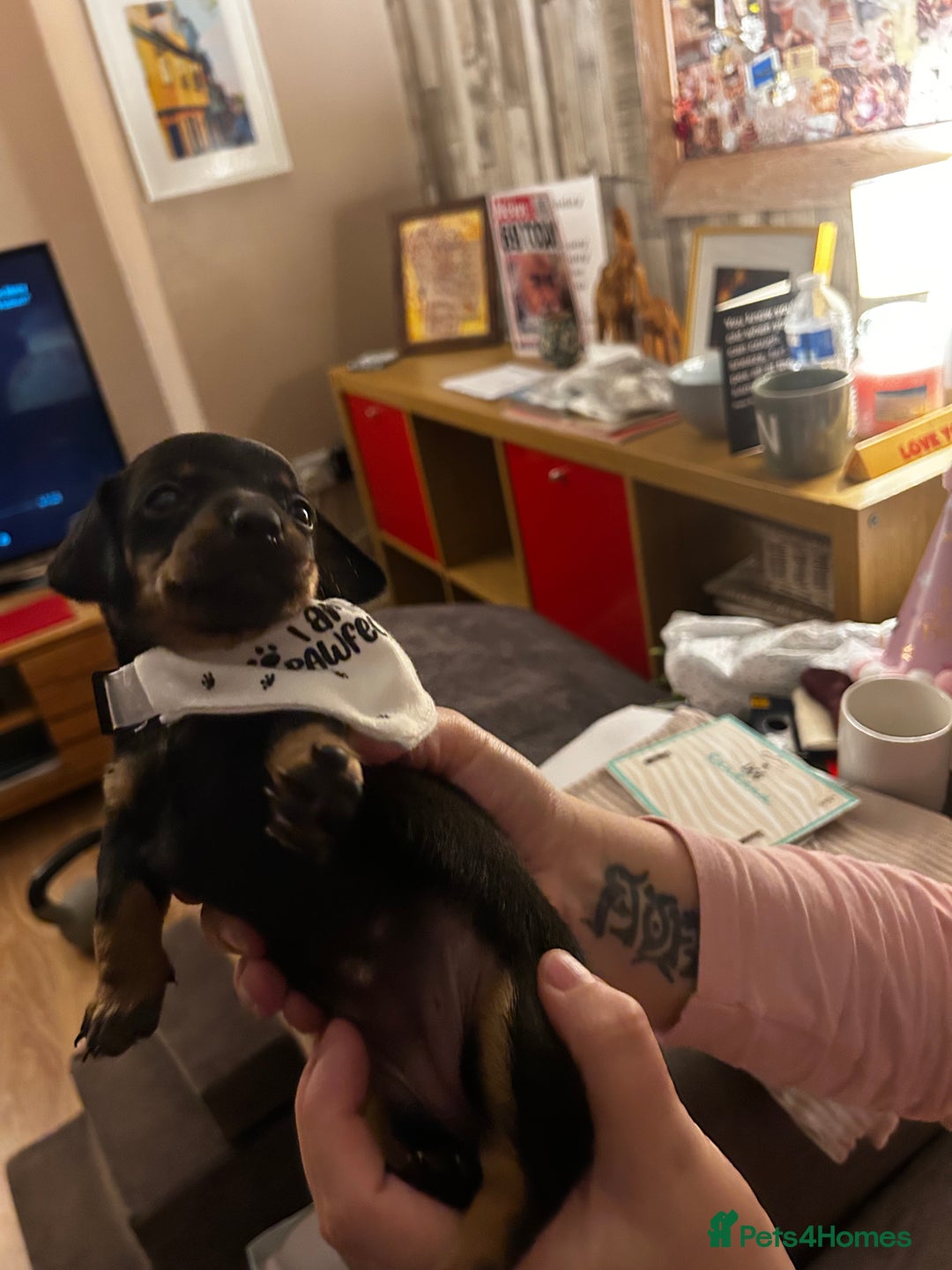 Chiweenie dogs for sale: Chiweenies for sale - Image 9