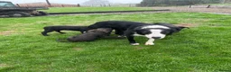 Border Collie dogs for sale: 5 Collie Pups - Advert 7