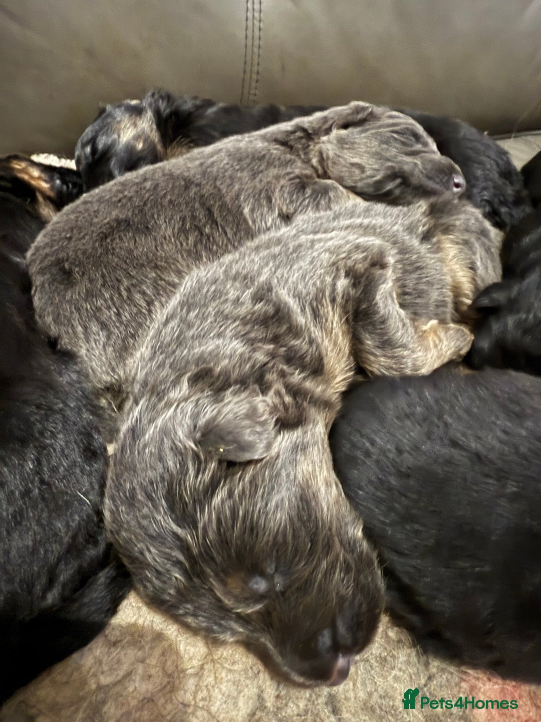 German Shepherd dogs for sale: KC GSD long coat.  Fantastic bloodlines.  - Advert 11