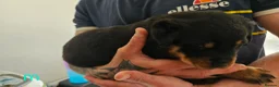 Rottweiler dogs for sale: 4 beautiful rottweiler puppies - Advert 3