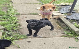 Mixed Breed dogs for sale: Cocakpug - Image 6