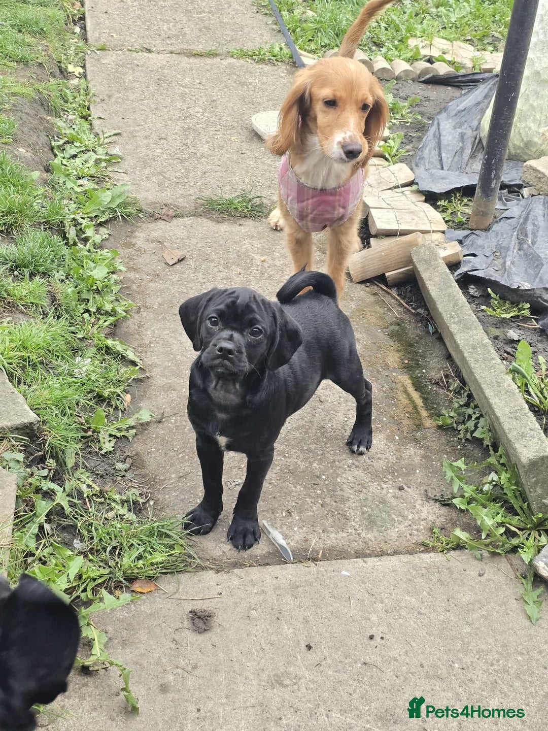 Mixed Breed dogs for sale: Cocakpug - Image 6