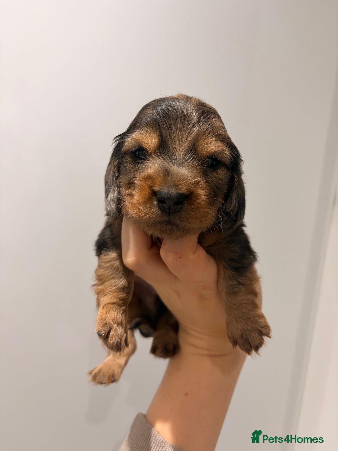 Miniature Dachshund dogs for sale: Quality Russian shaded red minis - Advert 34