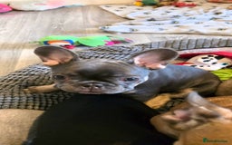 French Bulldog dogs for sale: French bulldog  - Image 16