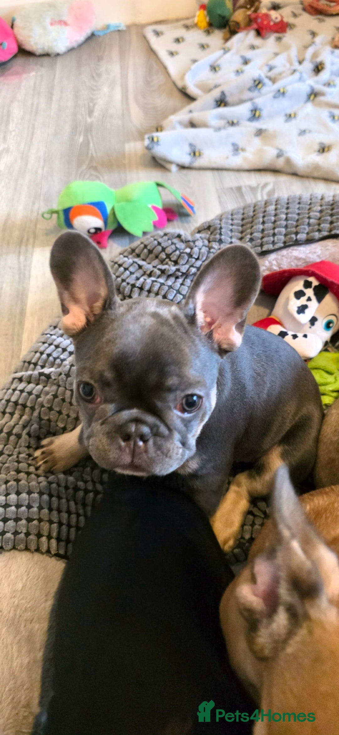 French Bulldog dogs for sale: French bulldog  - Image 16