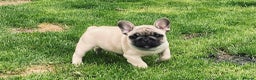 French Bulldog dogs for stud: Red fawn Dicar sired silver health tested in Edinburgh - Advert 28