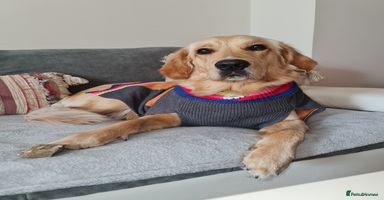 Golden Retriever dogs - Advert 1