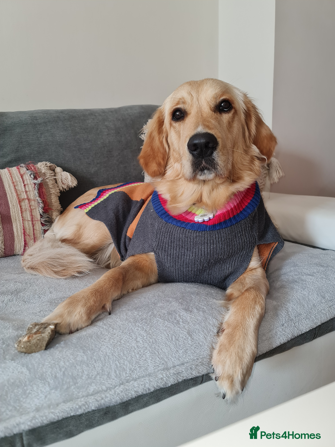 Golden Retriever dogs for sale: 🤍🧸 Litter Annoucement - Home Raised GR Puppies - Image 2