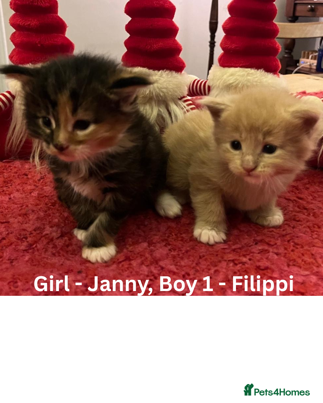 Maine Coon cats for sale: Pedigree Maine Coon Kittens - Advert 5