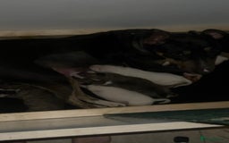 English Bull Terrier dogs for sale: English bull terrier male puppy  - Advert 8