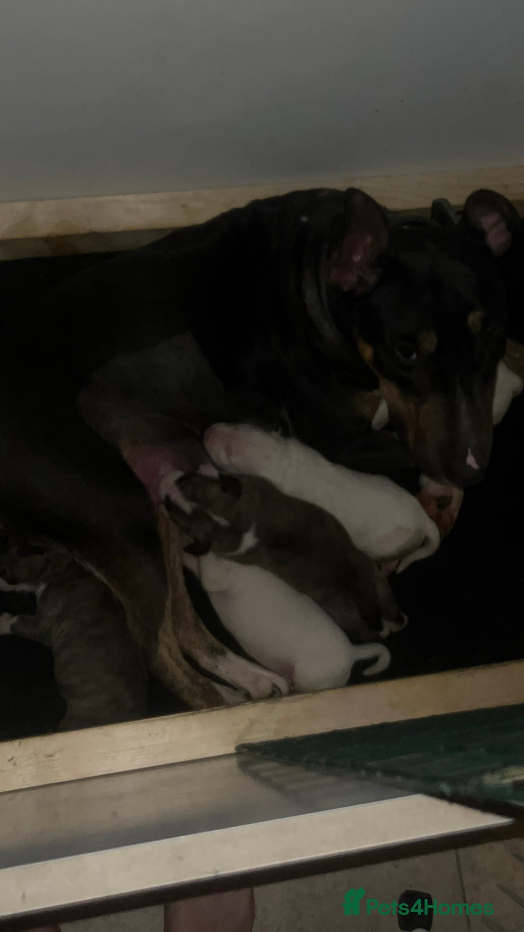 English Bull Terrier dogs for sale: English bull terrier male puppy  - Advert 8