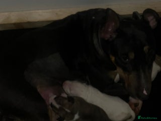 English Bull Terrier dogs English bull terrier male puppy - Advert 3