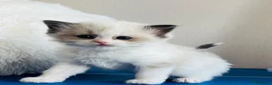 Ragdoll 1