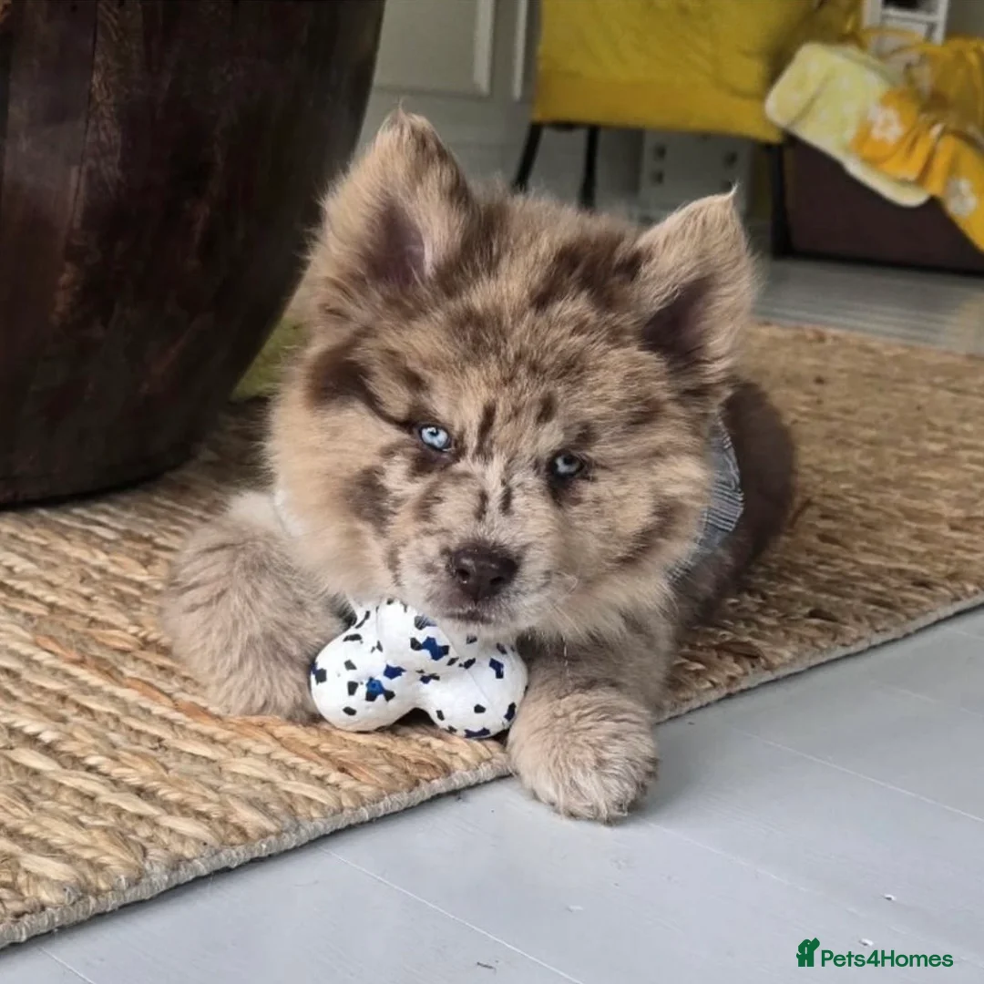 Chow Chow dogs for sale: Genuine chowski puppies  - Advert 1