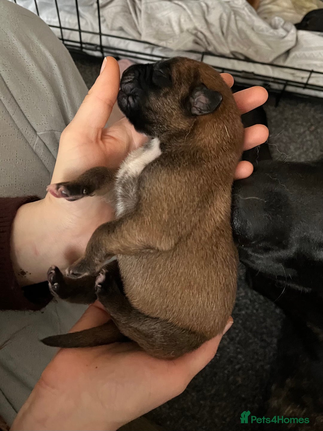 Mixed Breed dogs for sale: Belgian Malinois / Turkish Kangal / Cane Corso - Image 14