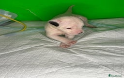 American Bulldog dogs for sale: American Bulldog - Image 2