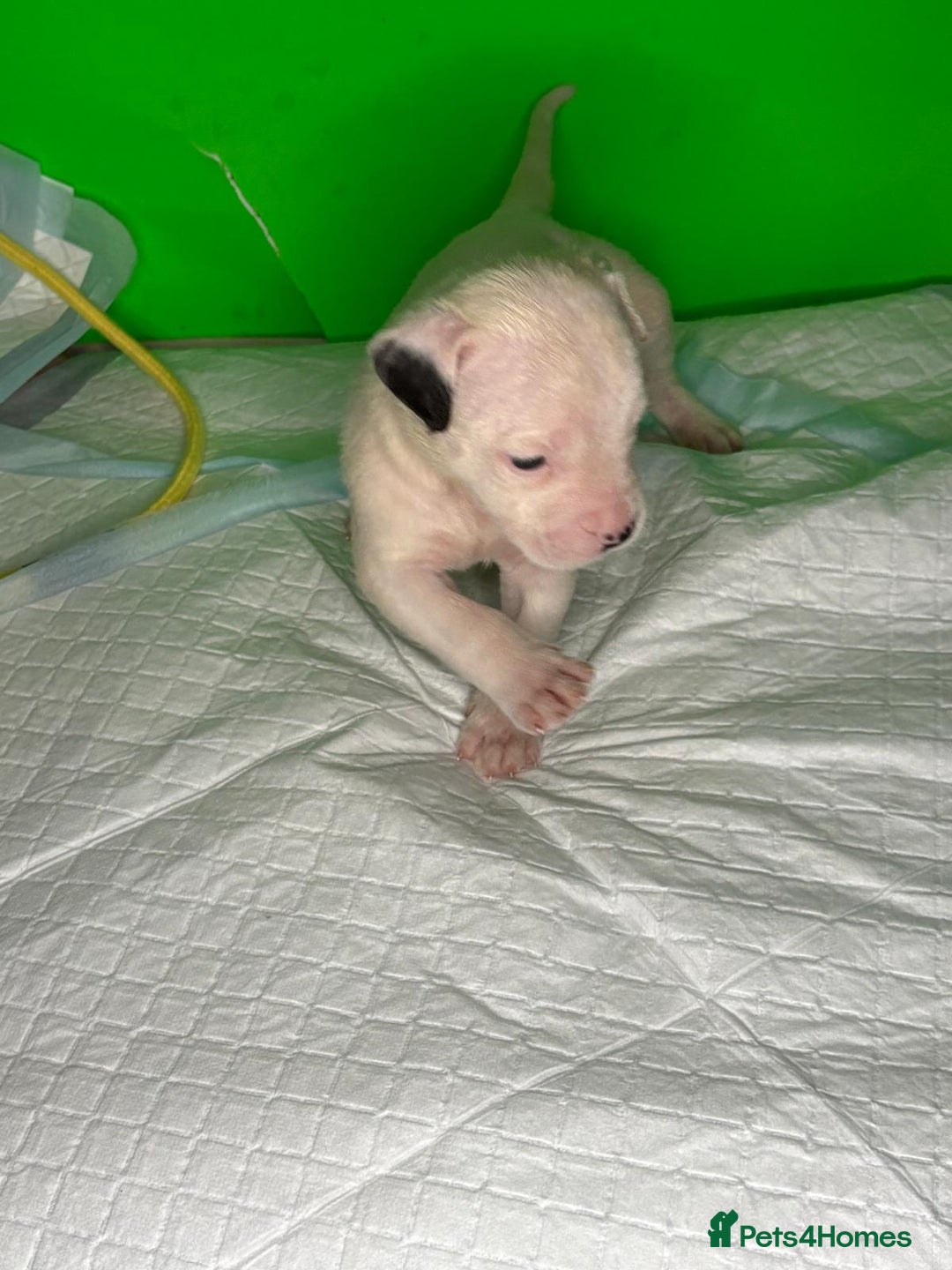 American Bulldog dogs for sale: American Bulldog - Image 2