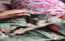 Sphynx cats for sale: 2 Sphynx Kittens. - Image 3