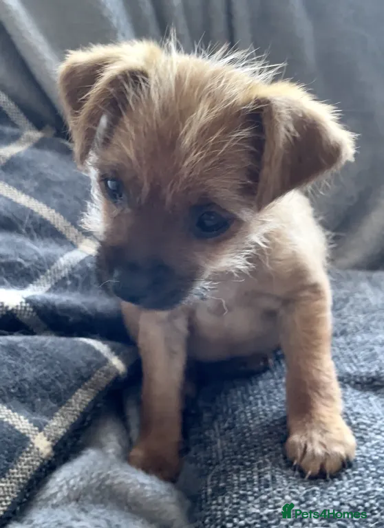 Mixed Breed dogs Gorgeous Female Chihuahua x Yorkie × Jack Russell - Advert 2