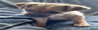 Mixed Breed 4
