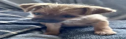 Mixed Breed dogs for sale: Gorgeous Female Chihuahua x Yorkie × Jack Russell - Advert 1