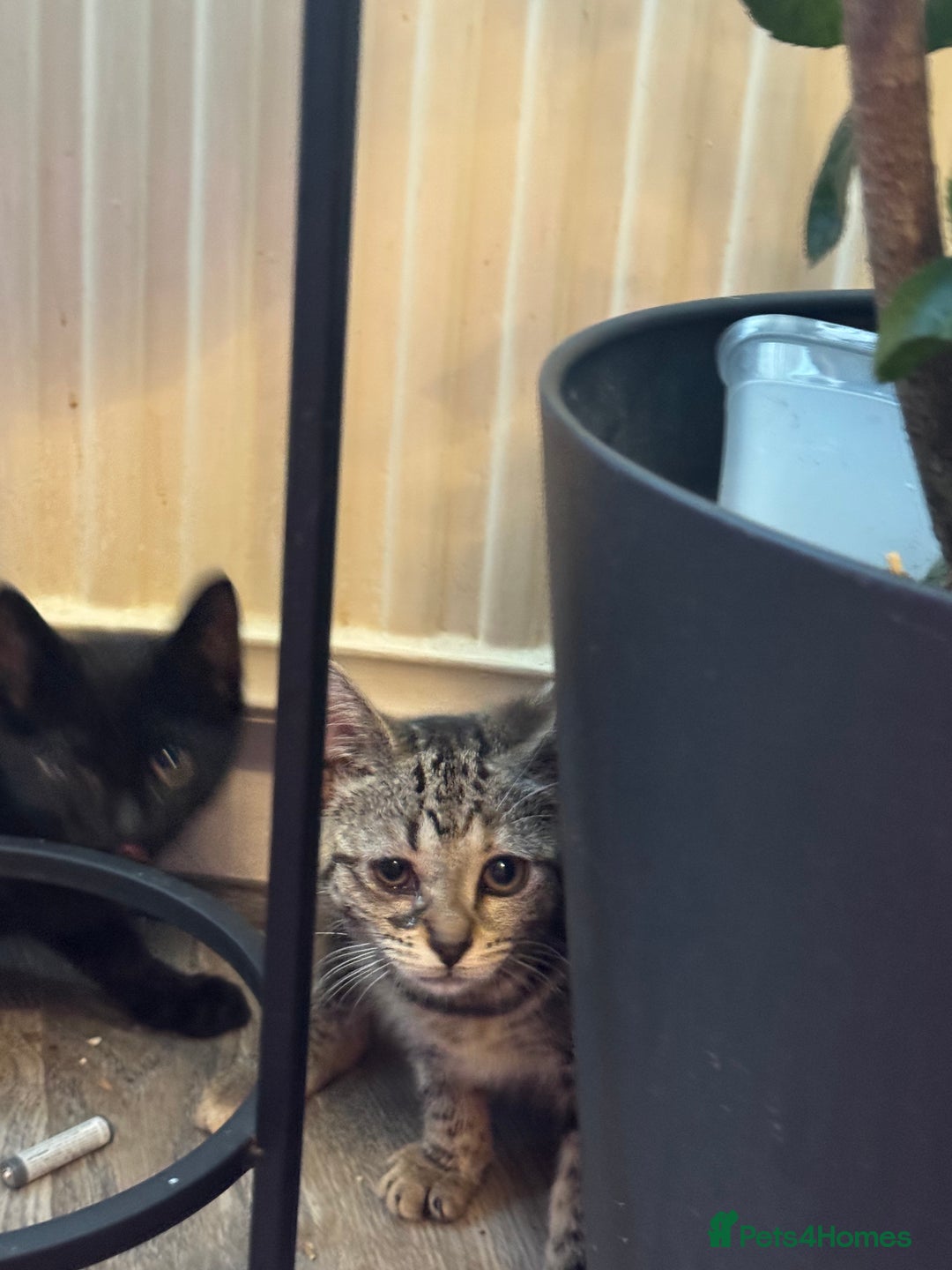 Domestic Shorthair cats for sale: Gorgeous brown tabby girl  - Image 5