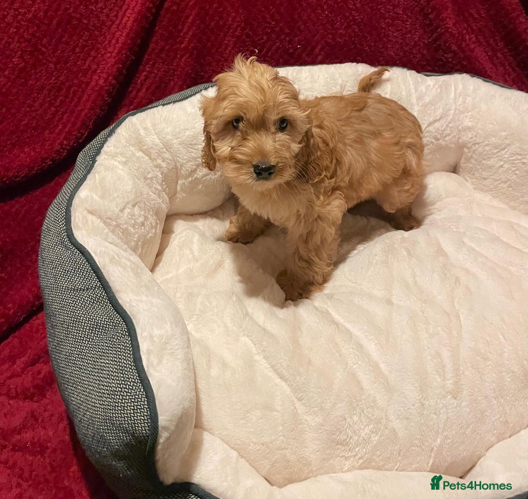 Cavapoo dogs for sale: Cavapoo puppies  - Advert 3