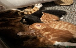 Mixed Breed cats for sale: 2 ginger males - Image 6