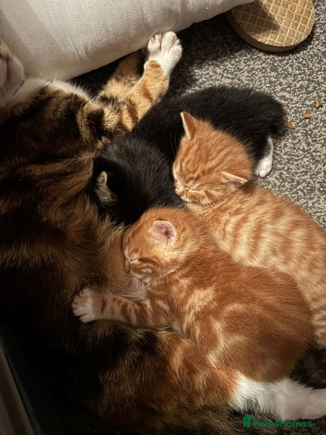 Mixed Breed cats for sale: 2 ginger males - Image 6