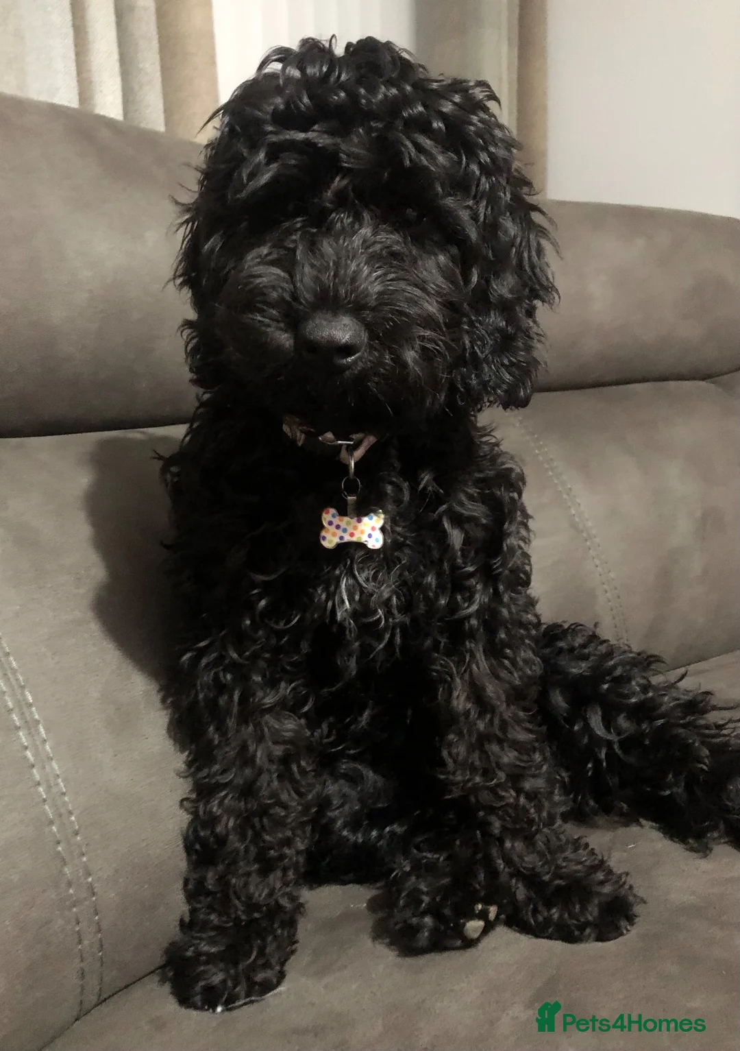 Cockapoo dogs for sale: Mixed litter of Cockerpoo - Advert 3