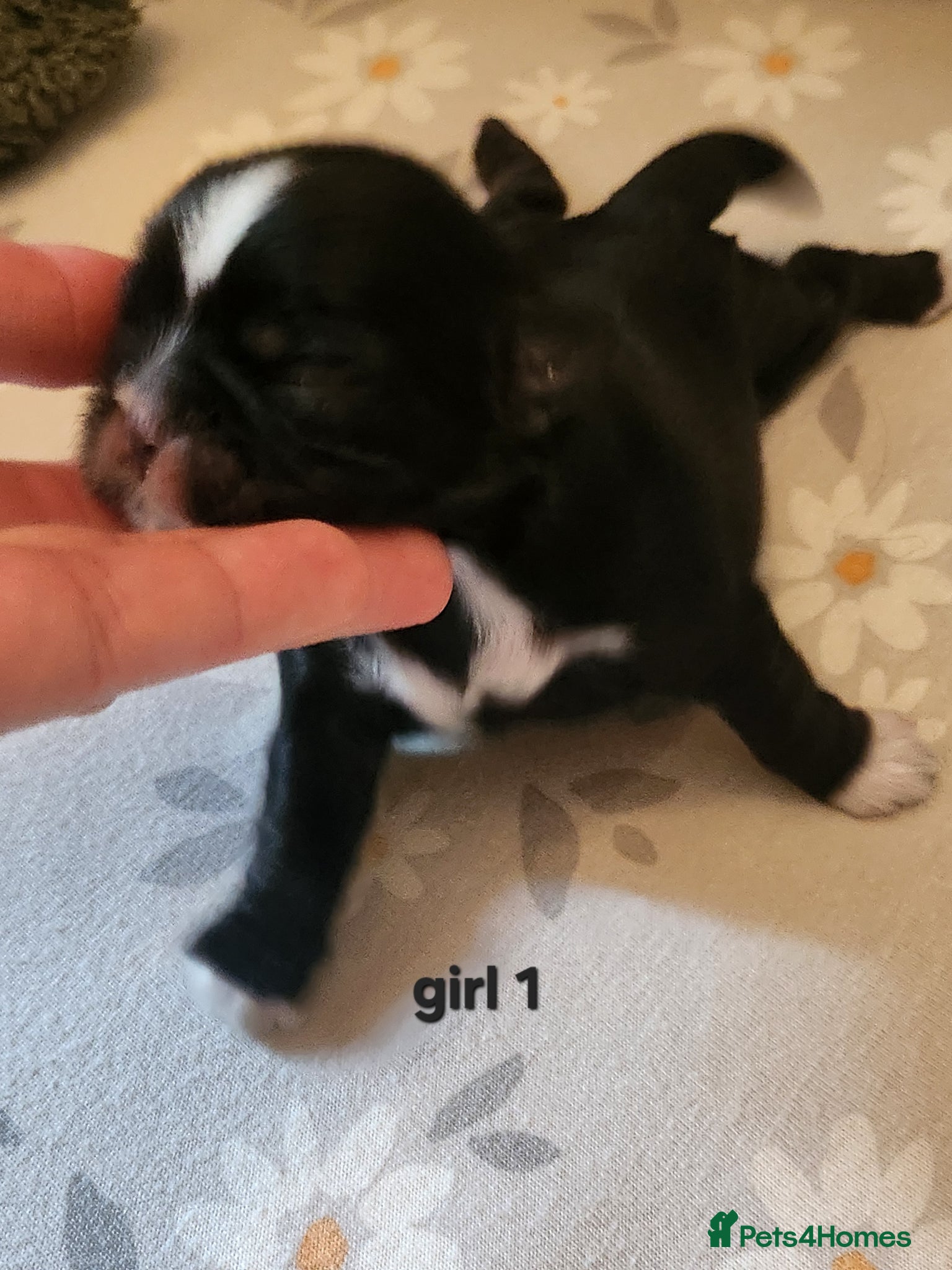 Shih Tzu dogs Shih tzu puppies imperial line  - Advert 1