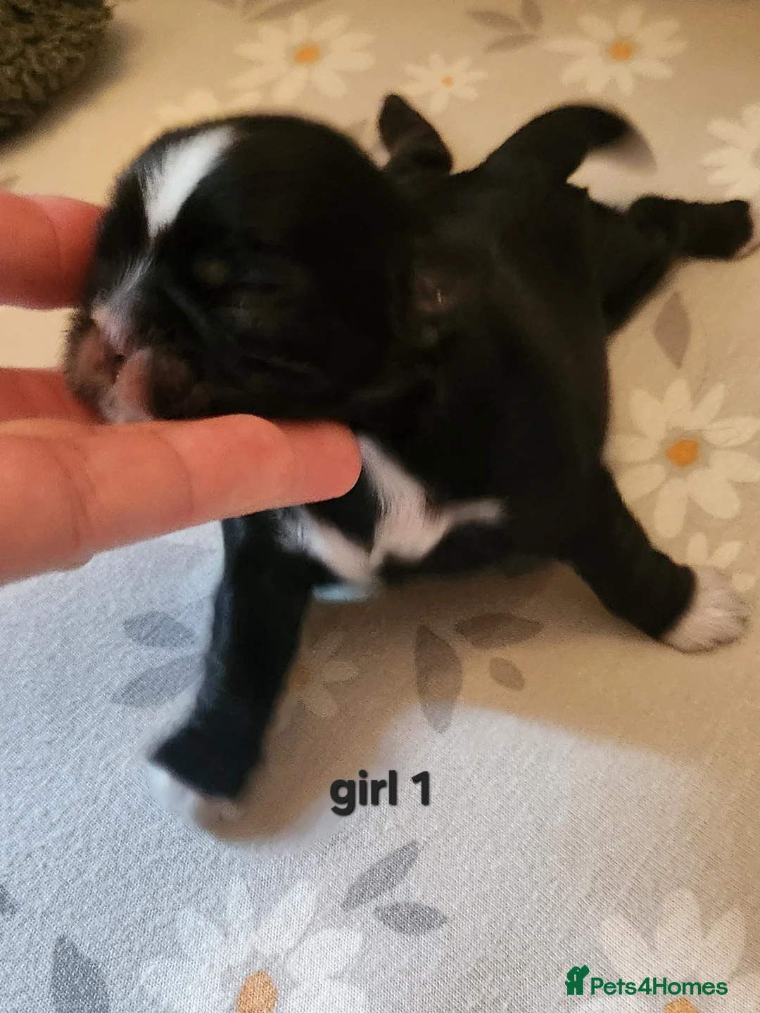 Shih Tzu dogs for sale: Shih tzu puppies imperial line  - Advert 1