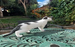 Turkish Angora cats for sale: ⭐️ Beautiful Turkish Angora X Bengal kittens ⭐️ - Image 18