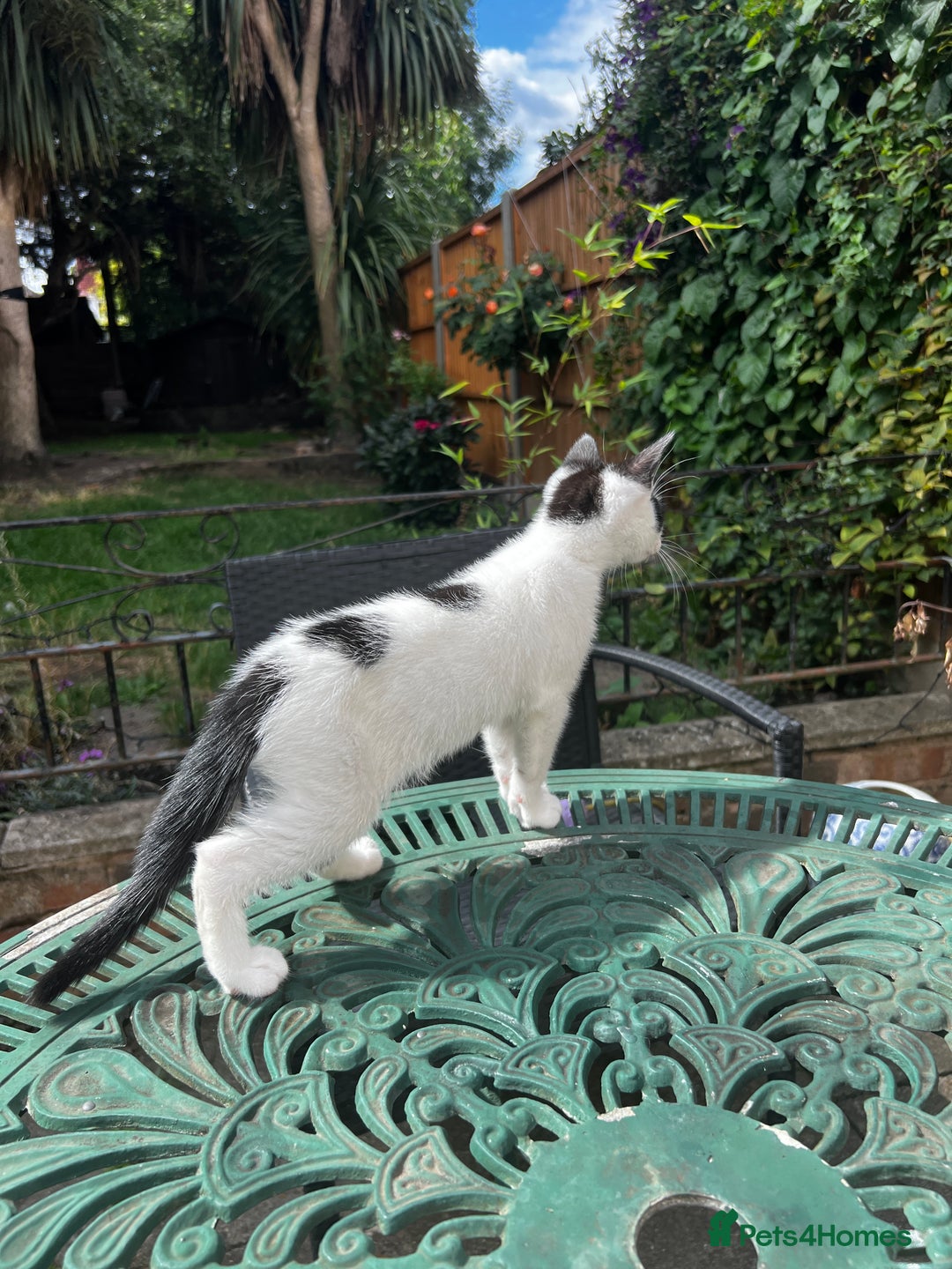 Turkish Angora cats for sale: ⭐️ Beautiful Turkish Angora X Bengal kittens ⭐️ - Image 18
