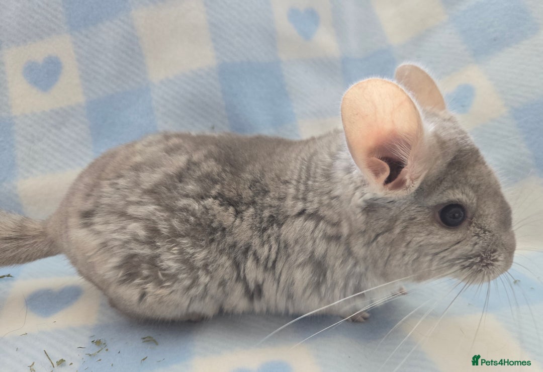 Chinchilla rodents for sale: Baby Chinchillas  - Image 13