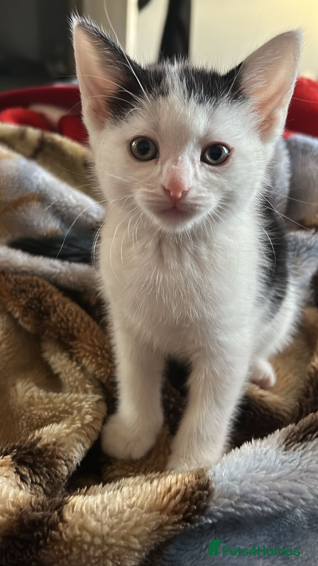 Mixed Breed cats for sale: Kittens for sale - Advert 5