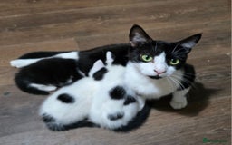 Mixed Breed cats for sale: Two gorgeous male kittens for sale. - Image 3