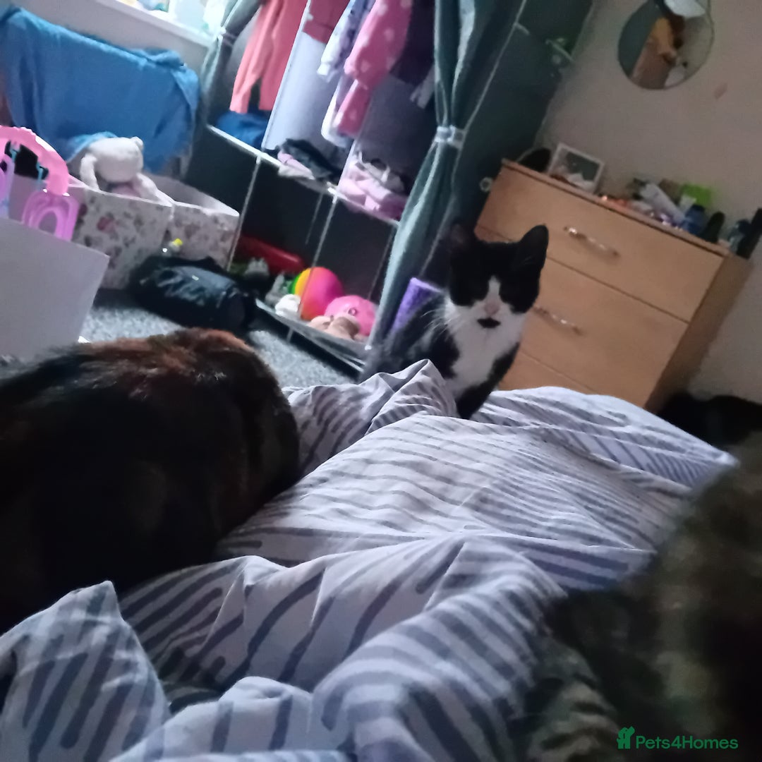 Mixed Breed cats for sale: 2 beautiful kittens - Advert 3