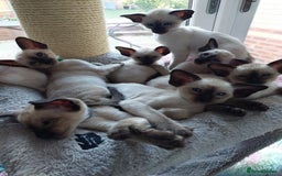 Siamese cats for sale: Siamese GCCF Registered Kittens - Image 11