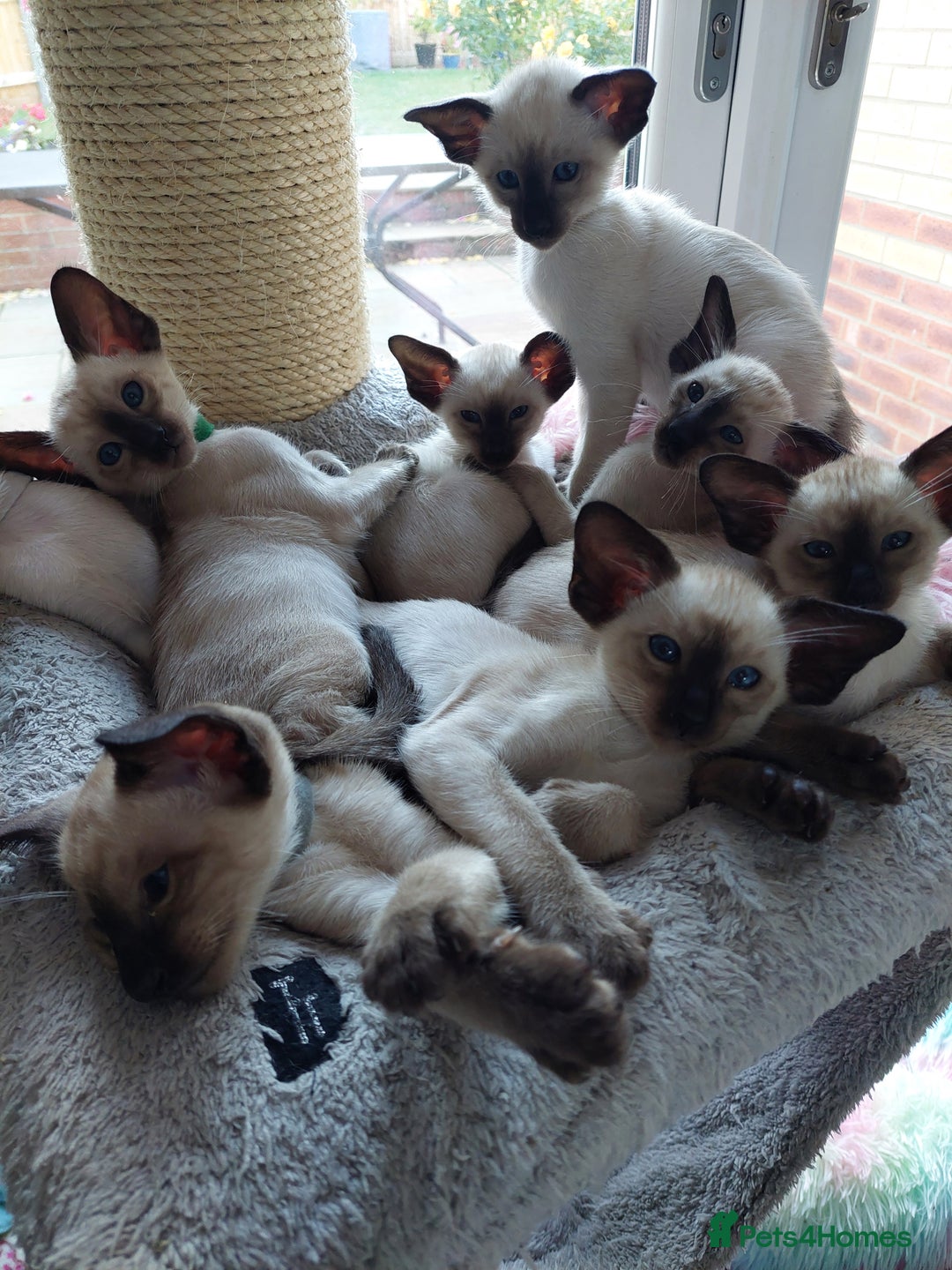 Siamese cats for sale: Siamese GCCF Registered Kittens - Image 11